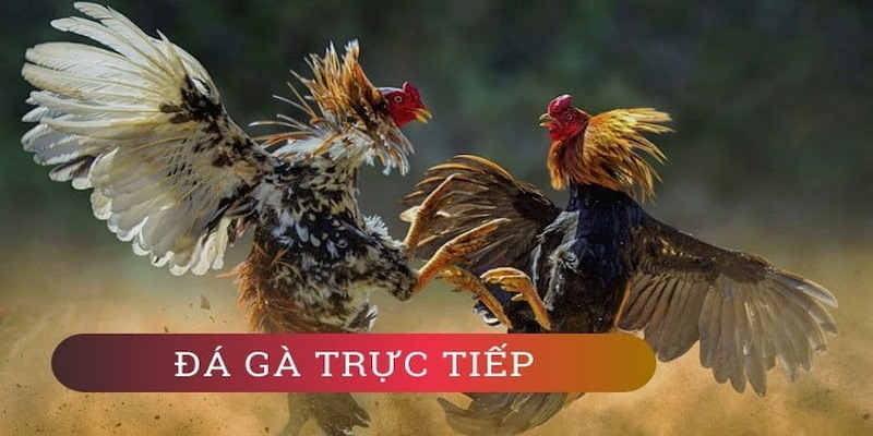 Đá Gà Trực Tiếp Hình Thức Cá Cược Hấp Dẫn Cho Anh Em 2 Đá Gà Trực Tiếp Hình Thức Cá Cược Hấp Dẫn Cho Anh Em