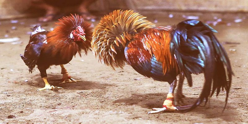 Đá Gà Trực Tiếp Hình Thức Cá Cược Hấp Dẫn Cho Anh Em 3 Đá Gà Trực Tiếp Hình Thức Cá Cược Hấp Dẫn Cho Anh Em